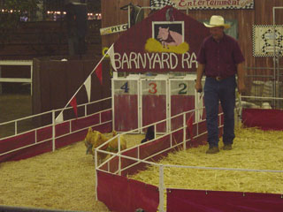 Chicken race at the LA County Fair.